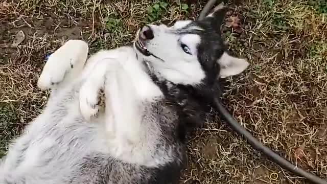 Stubborn Husky Won't Come Inside