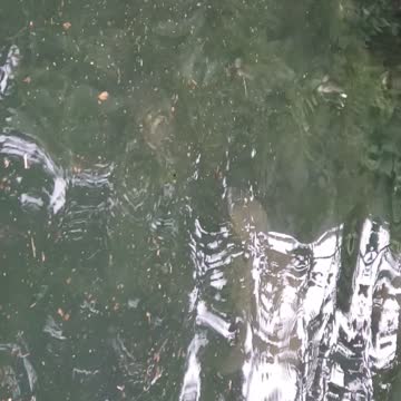 Fifty years old turtle