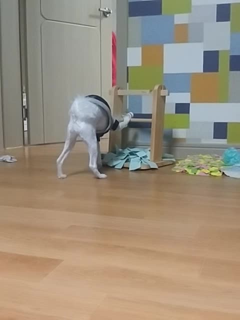 Homemade nose work Dog toy