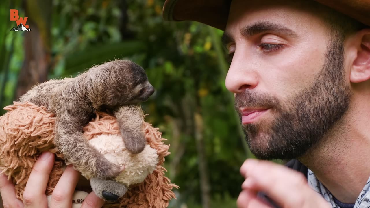 Cutest Baby Sloth EVER!