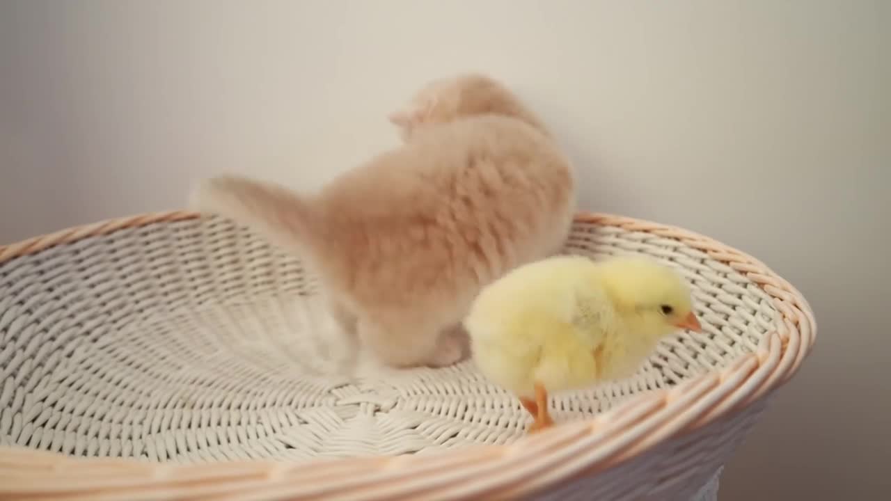 Kittens walk with a tiny chicken