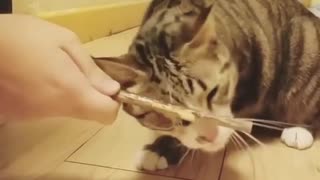 My Cat On Weed