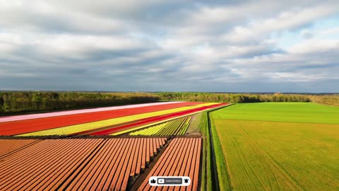 Tulip Fields In The Netherlands