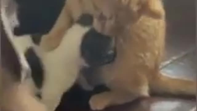 Kitten takes puppy under his wing!