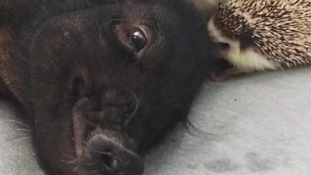 Hedgehog Puts In The Work To Wake Up Sleeping Pig