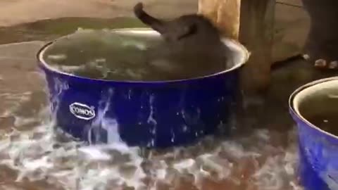 Elephant takes bath for first time