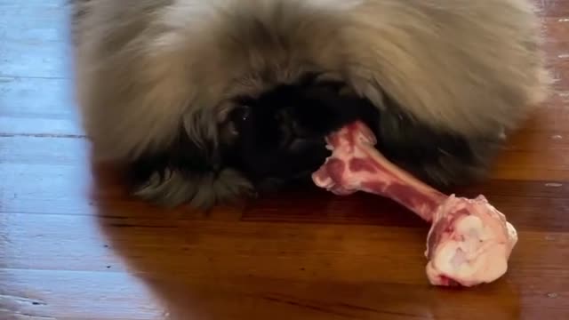 🔥Funniest Dogs will make you laugh all day long | Instagram Reels and Tiktok Videos | Desi animals 🔥