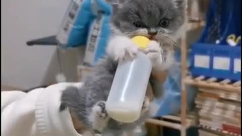 Funniest Little Cat Feeding on milk!