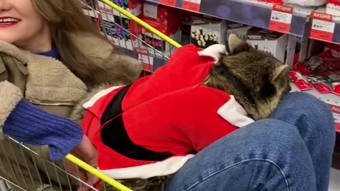 Christmas Shopping With a Raccoon