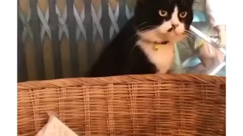 funny cat complications