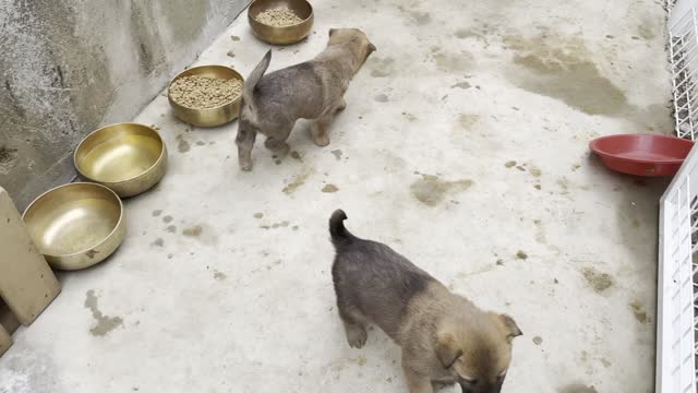 I went to get the sale of Jindo dogs