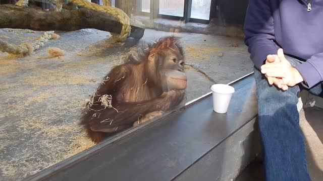 a man shows magic tricks to a monkey