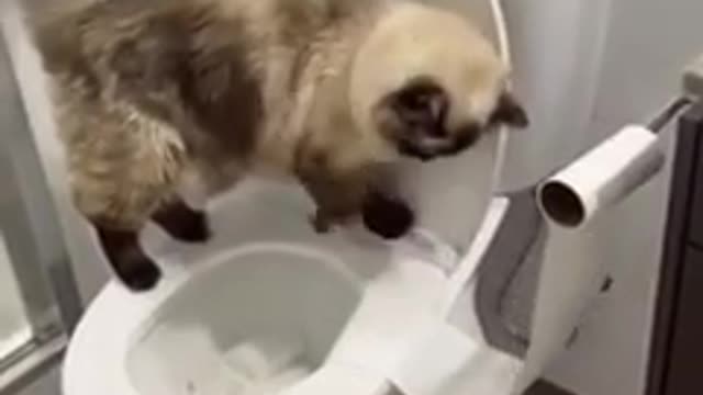 Funniest_cats_and_dog🐱🐶 part 7