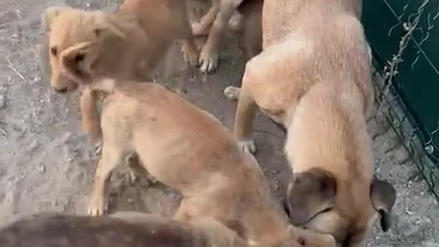 1kg mamanıza talibim sizler olmadan yetişmem çok zor 😞