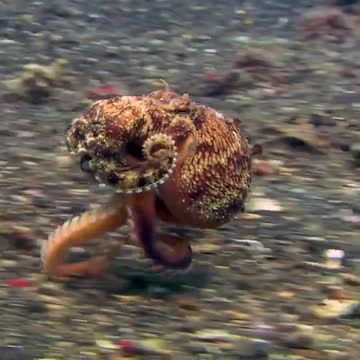 Octopus preparing for the Olympics!