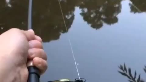 This is a beautiful and charming water-dwelling species