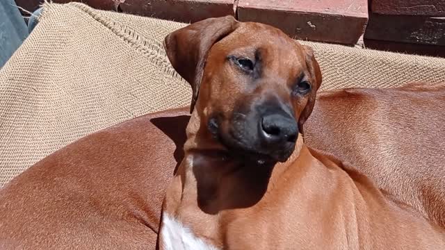 Rhodesian Ridgeback Dog Make Great Pillow For Pup