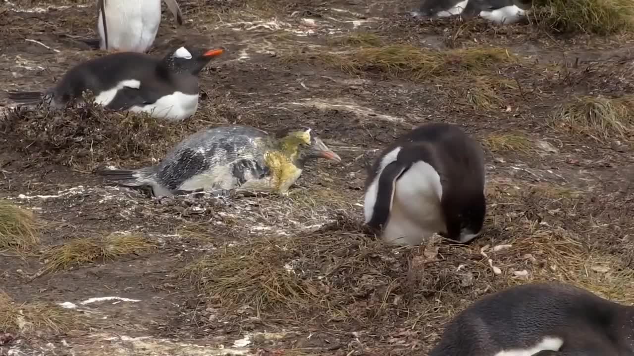 The art of defecation - penguins can eject feces 1.3 meters away, according to research