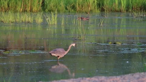 Wild animals amazing moment/wildlife