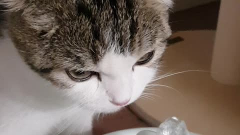 Baby cat drinking water.