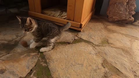 Cute kittens are playing with pine cone like a football player