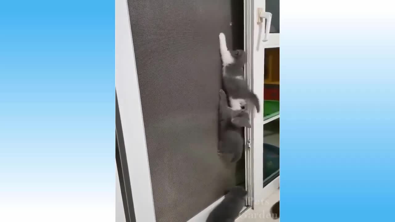 Compilação de Animais Bonitos e Animais Engraçados #77💗