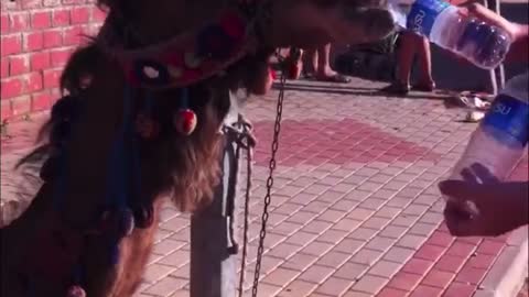 Camel Chugs Two Bottles of Water