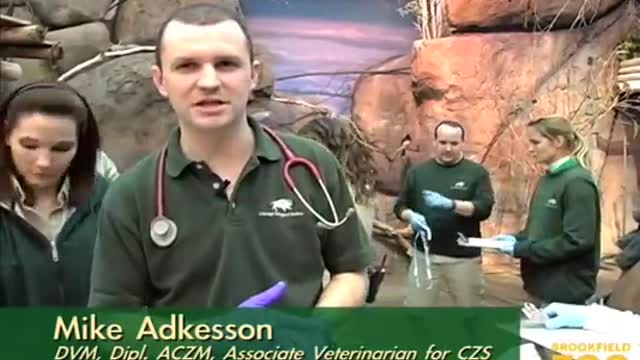 Wild African Dog Puppies Receive First Physical at Brookfield Zoo_Cut.mp4