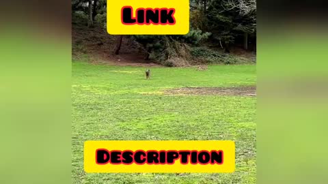 Dog course training link in description