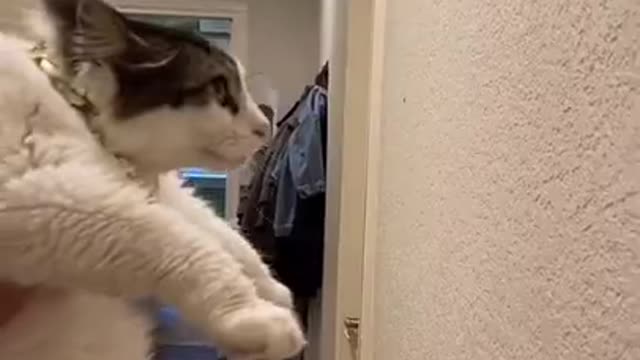 Funny (Smart) Cats Be Like | Funny Animals TikTok Videos #Shorts