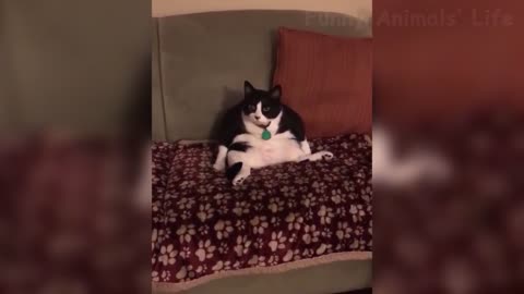 Cute Cats And Dogs Reactions 😹 Animals Doing Funny Things 😆kkkkk