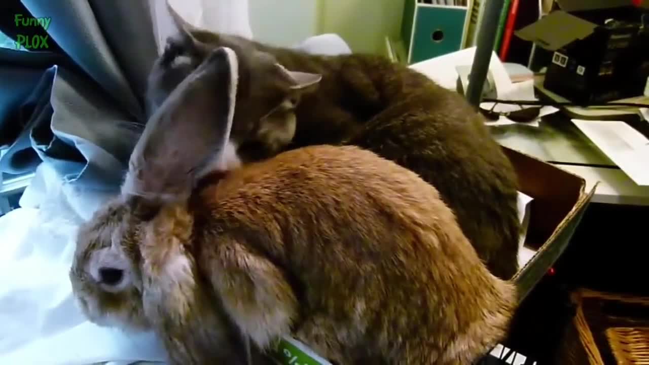 Cutest Animal Couples