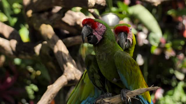 mixkit-parrots-on-a-branch-in-a-nature-reserve