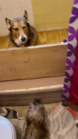 Sister puppy worried about brother getting groomed!!