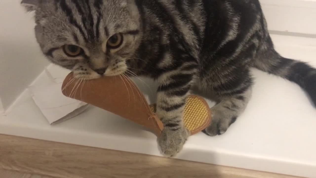 Cat stole the shoe British cat