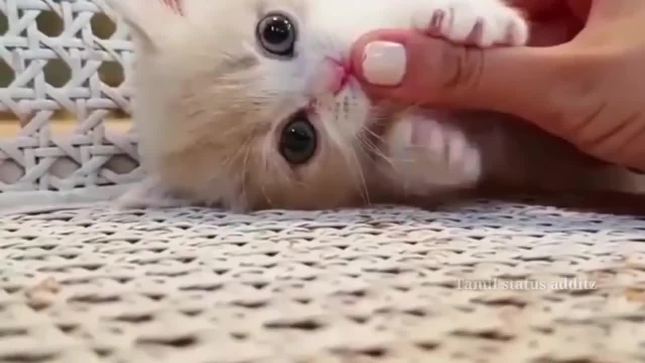 Cute cat Playing With Owner 😻Cute cat cute lovely