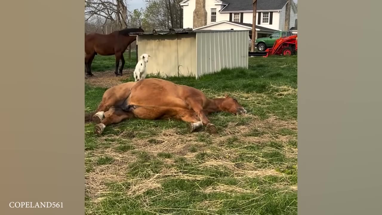 Laugh till you cry with cute animals