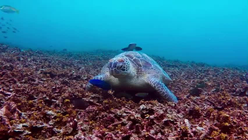 Tartaruga se alimentando no fundo do mar