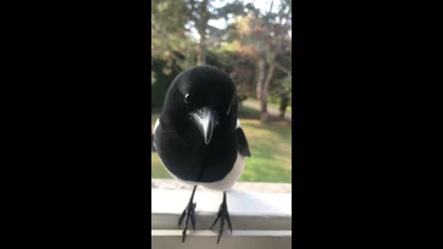 Friendly magpie swings by to say hello