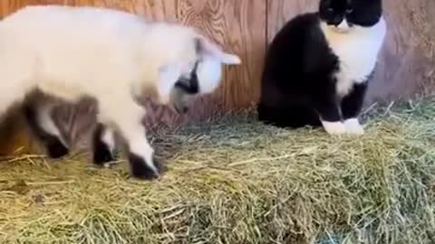 Baby Dogs - Cute and Funny Dog Video