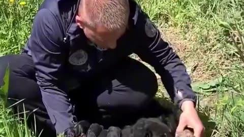 Watch how the man searches to make sure he found all the pups.