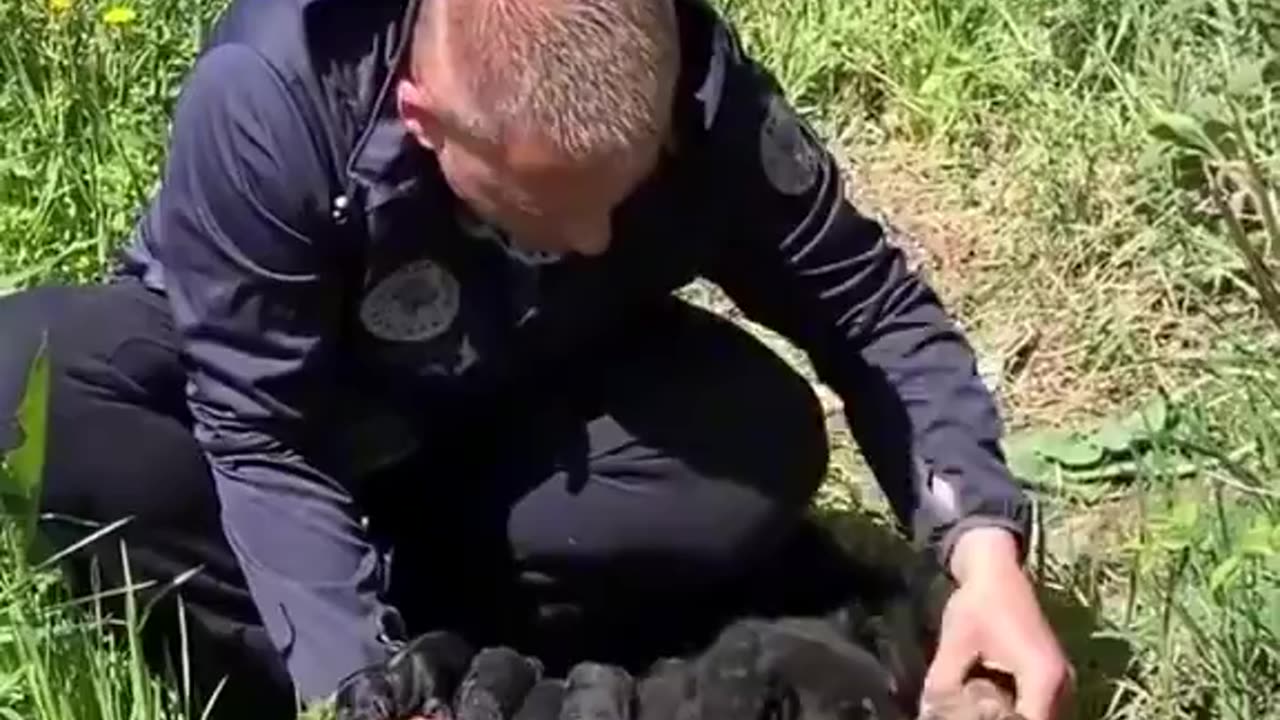 Watch how the man searches to make sure he found all the pups.