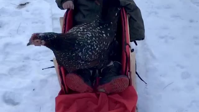 Just a boy and his chicken going on a sleigh ride