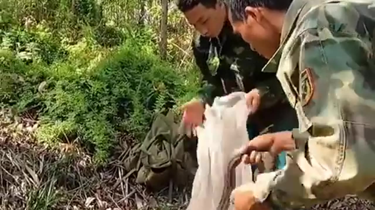 Catching Cobra snakes easily