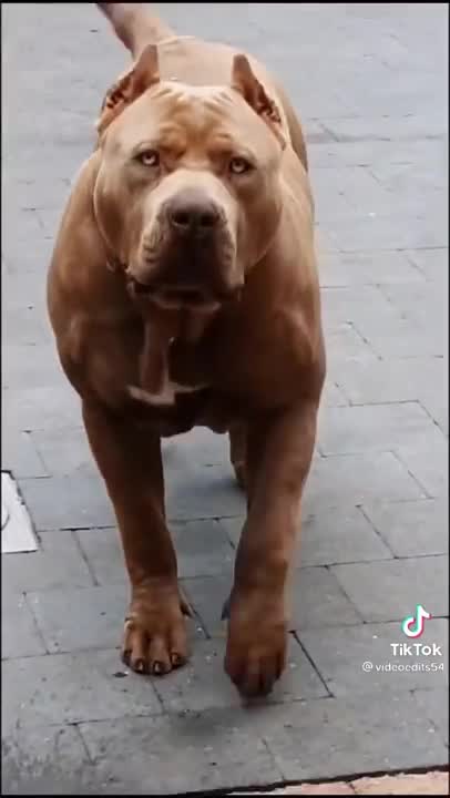 call_me_by_your_name_tik_tok_Animals