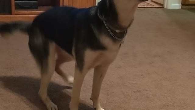 German Shepherd Abby Learning Commands