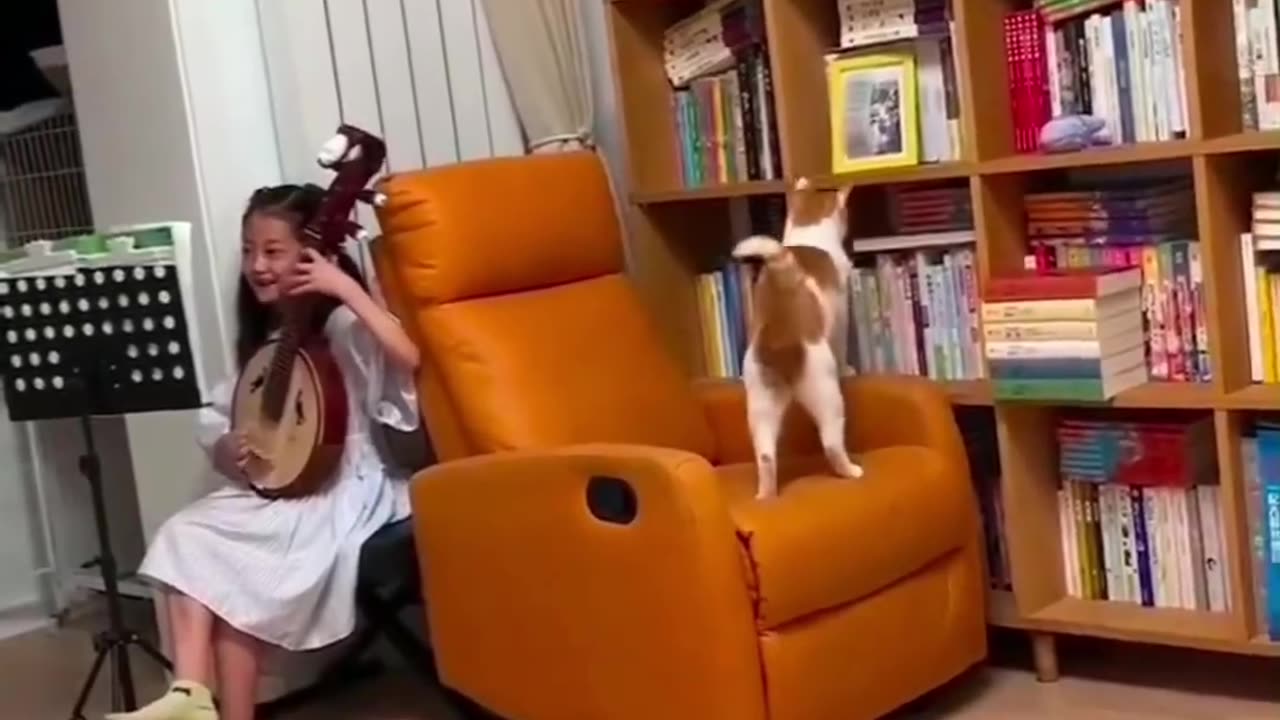 Cat funny video