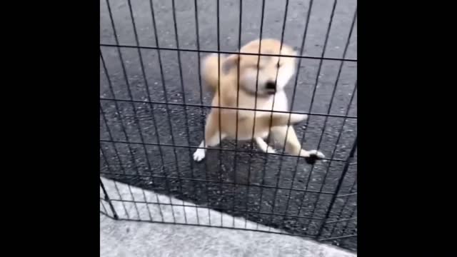Cutest Dog Video