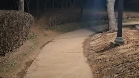 walking in the park at night