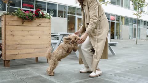 Cute Dog Jumps Between Owner Hands